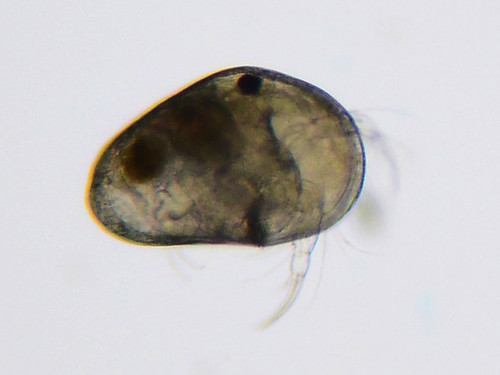 Podocopida