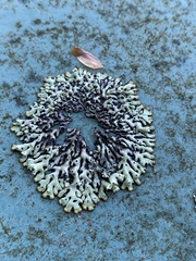 Menegazzia subsimilis