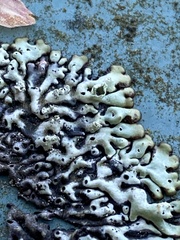 Menegazzia subsimilis