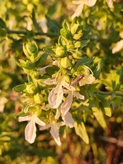 Teucrium bicolor