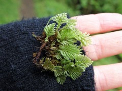 Catharomnion ciliatum