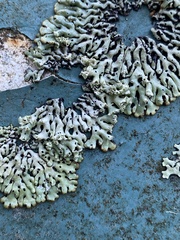 Menegazzia subsimilis