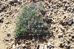 Astragalus spatulatus