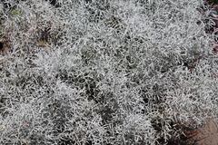 Asteroideae