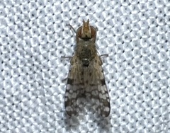 Dioxyna picciola