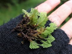 Catharomnion ciliatum