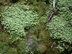 Catharomnion ciliatum