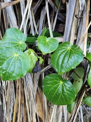 Piper excelsum excelsum