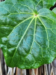 Piper excelsum excelsum