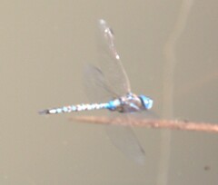 Rhionaeschna multicolor