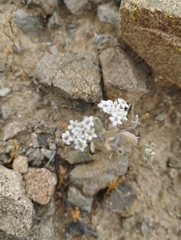 Homalocarpus