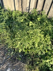 Urtica cannabina