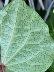 Piper excelsum excelsum