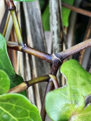 Piper excelsum excelsum