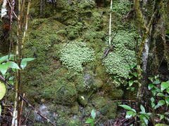 Catharomnion ciliatum