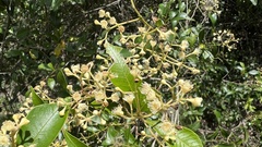 Syzygium smithii