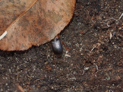 Amphasia interstitialis