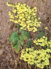 Calceolaria