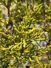 Halocarpus bidwillii