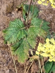 Calceolaria
