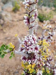 Cuscuta purpurata