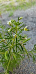 Polanisia jamesii