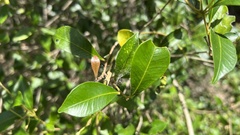 Syzygium smithii