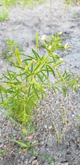 Polanisia jamesii