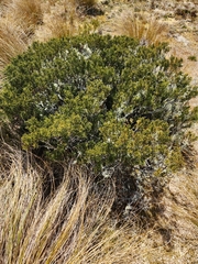 Halocarpus bidwillii
