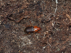 Amphasia interstitialis