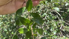 Syzygium smithii