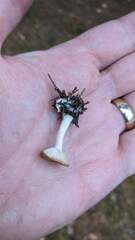 Clitocybaceae