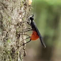 Braconinae