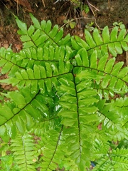 Adiantum