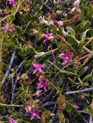 Krameria cistoidea
