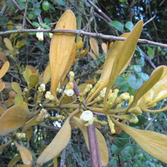 Dendrophthora clavata