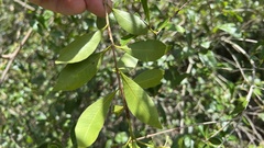 Syzygium smithii