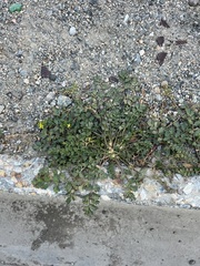 Potentilla paradoxa