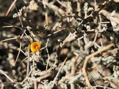 Adesmia spinosissima