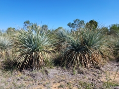 Dasylirion cedrosanum