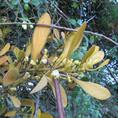 Dendrophthora clavata