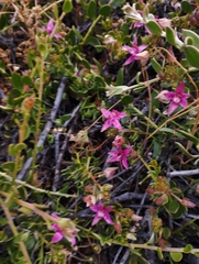 Krameria cistoidea
