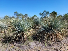 Dasylirion cedrosanum