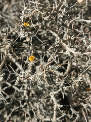 Adesmia spinosissima