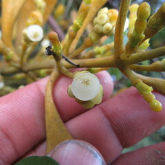 Dendrophthora clavata