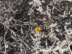 Adesmia spinosissima