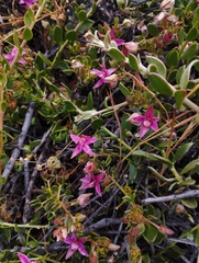 Krameria cistoidea