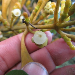 Dendrophthora clavata