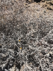 Adesmia spinosissima