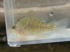 Lepomis humilis